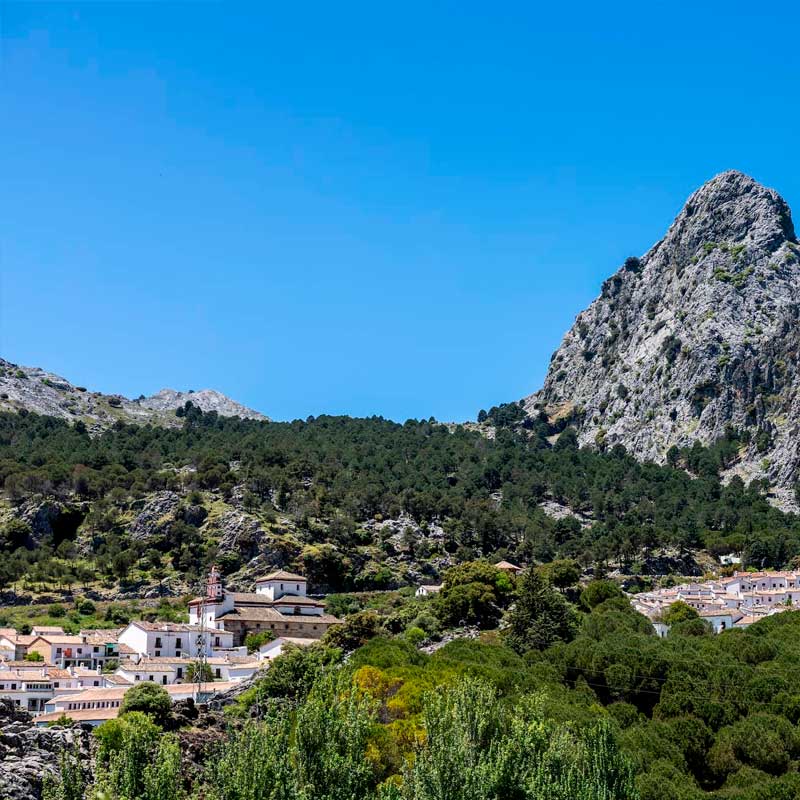 Pinsapar-de-grazalema